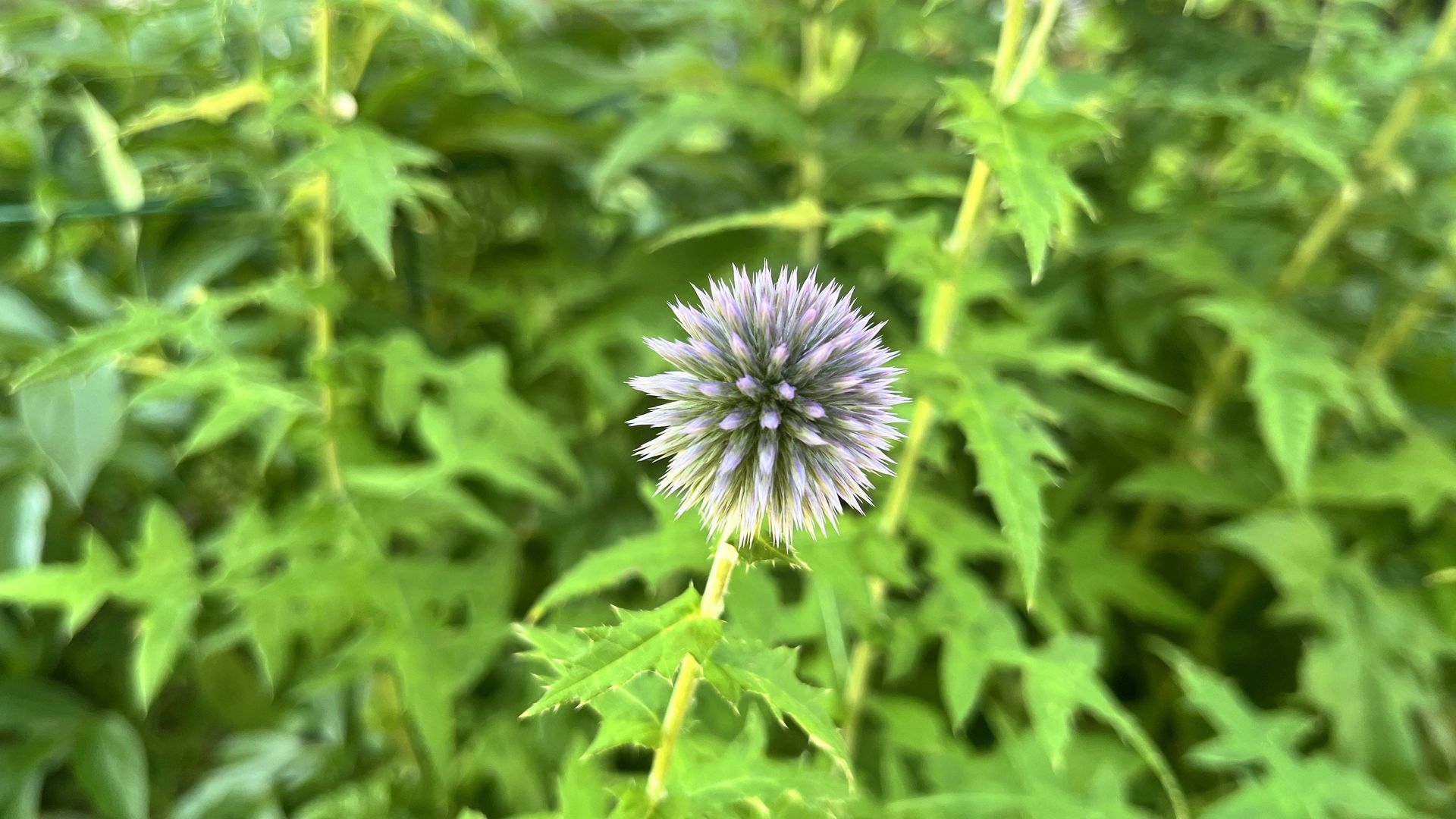 ​​Echinops