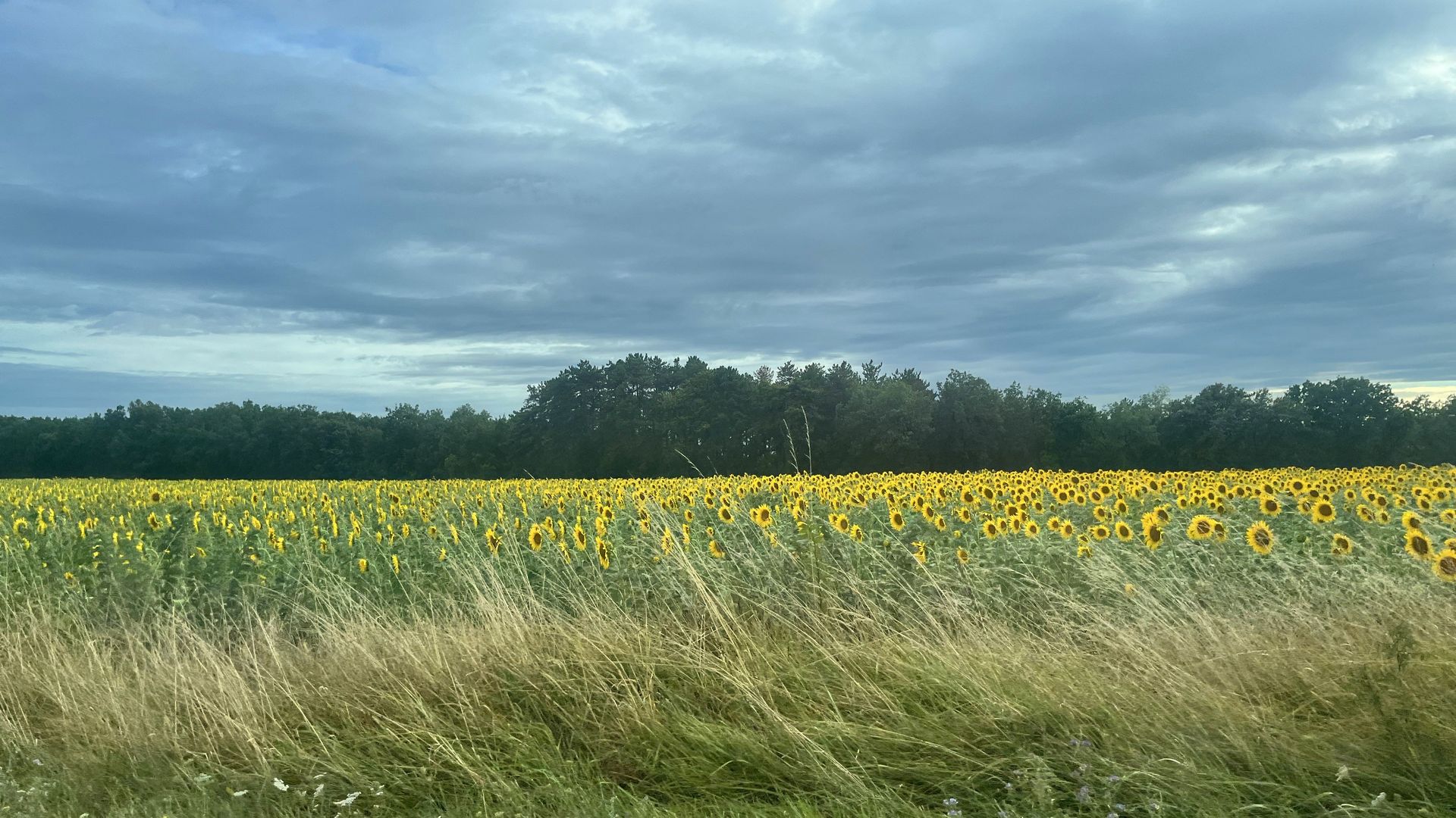 SUNFLOWER FIELDS